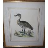 A SET OF FOUR COLOURED ORNITHOLOGICAL ENGRAVINGS, gilt framed and glazed, 25.5 x 20.5 cm