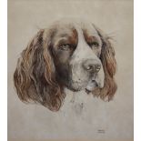 ROBERTA SCOTT (XX). Study of a spaniel, signed lower right, drawing / watercolour, framed and