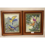 A PAIR OF FRAMED OILS ON BOARDS DEPICTING VIBRANTLY COLOURED BIRDS IN NATURAL SETTINGS ONE