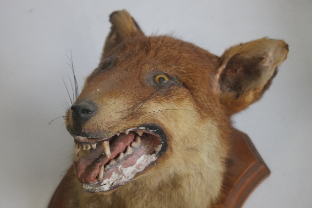 A MOUNTED TAXIDERMY FOX HEAD - Image 2 of 2