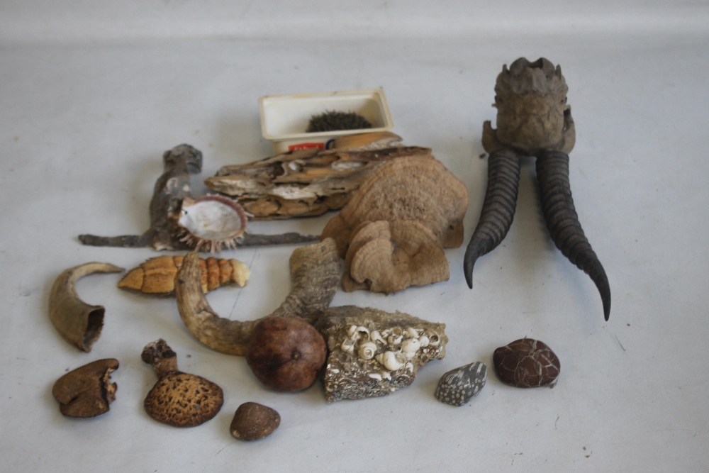 A COLLECTION OF NATURAL HISTORY INTEREST, to include fungi, a small pair of horns etc