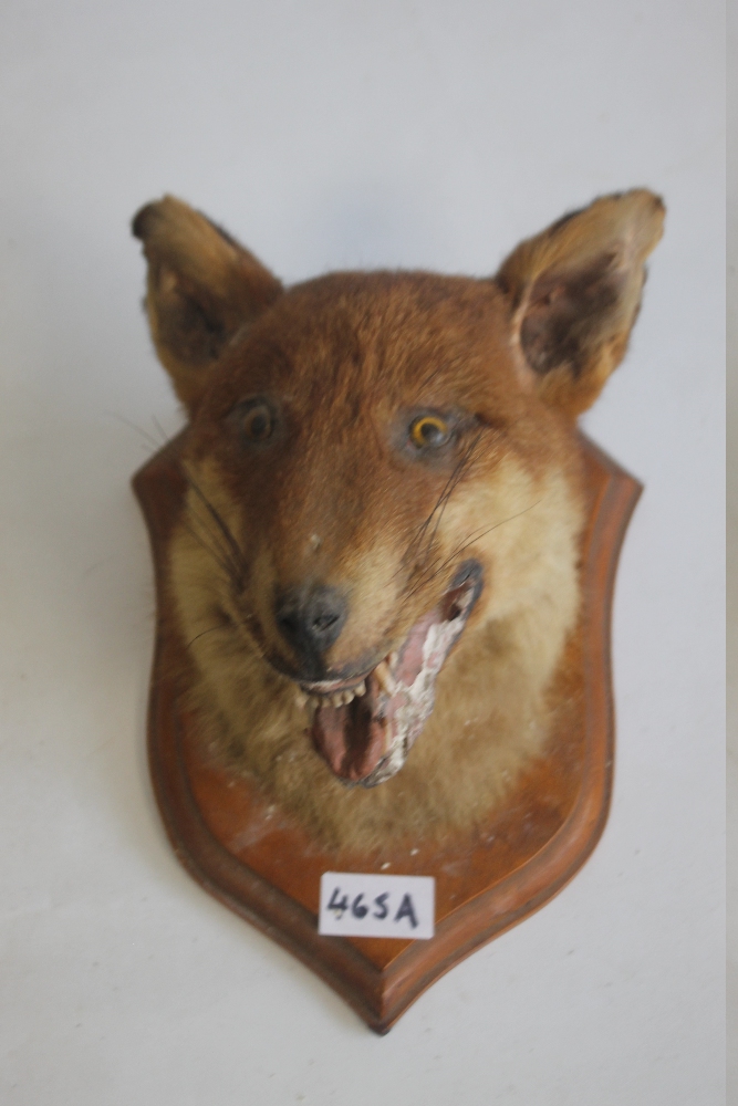 A MOUNTED TAXIDERMY FOX HEAD