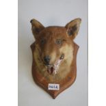 A MOUNTED TAXIDERMY FOX HEAD