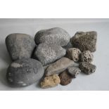 A COLLECTION OF FOSSILS MAINLY IN LARGE BOLDER FORM, to include a coprolite (fossilized poo)