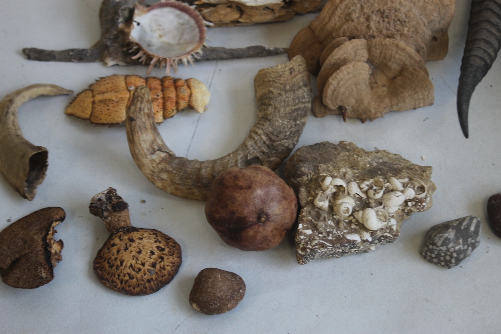 A COLLECTION OF NATURAL HISTORY INTEREST, to include fungi, a small pair of horns etc - Image 4 of 4