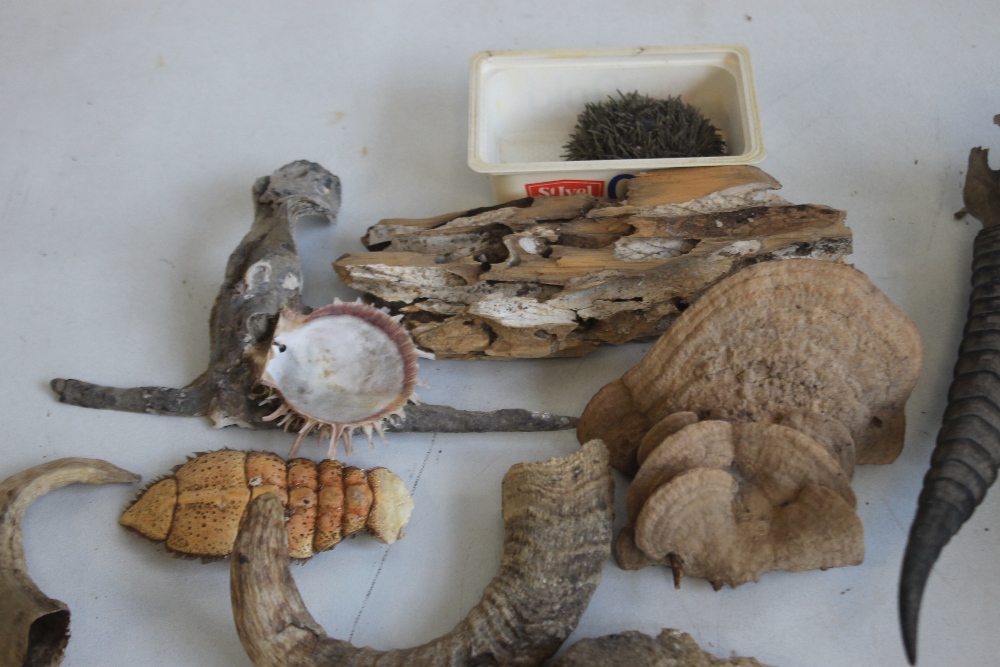 A COLLECTION OF NATURAL HISTORY INTEREST, to include fungi, a small pair of horns etc - Image 3 of 4