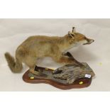 A TAXIDERMY FOX CUB ON A LOG