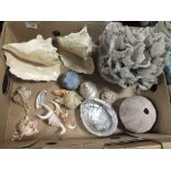 A BOX OF SEASHELLS AND CORAL ETC.