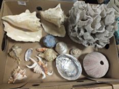 A BOX OF SEASHELLS AND CORAL ETC.