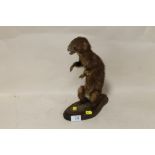 A TAXIDERMY STOAT