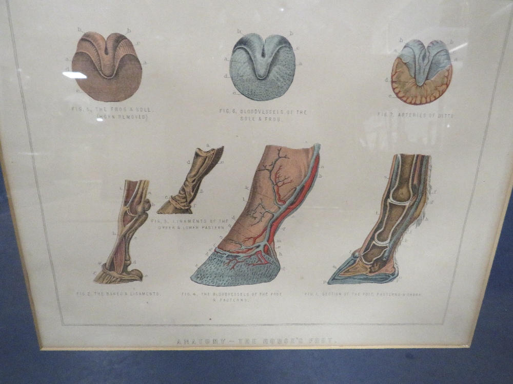 A PAIR OF FRAMED AND GLAZED EQUESTRIAN ANATOMY PLATES 'THE HORSES FOOT AND NEUROTOMY' AND 'ANATOMY - Image 3 of 3