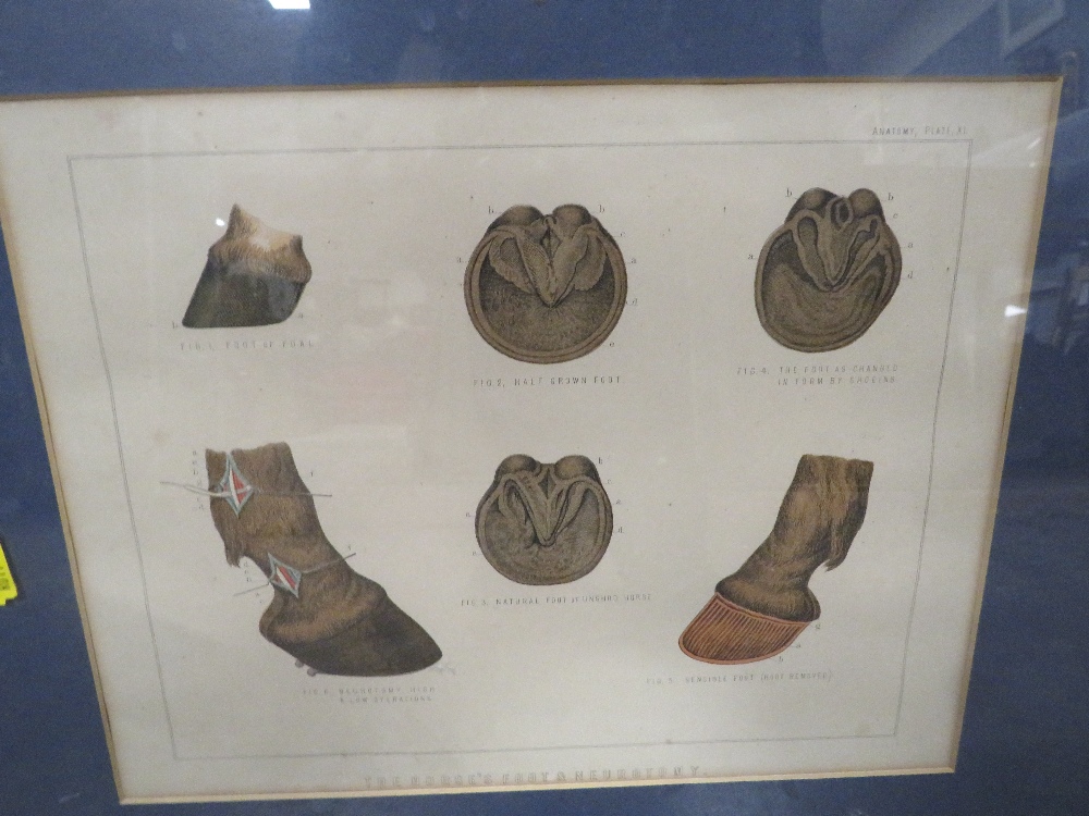 A PAIR OF FRAMED AND GLAZED EQUESTRIAN ANATOMY PLATES 'THE HORSES FOOT AND NEUROTOMY' AND 'ANATOMY - Image 2 of 3