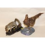 A TAXIDERMY GROUSE TOGETHER WITH A TAXIDERMY GREY SQUIRREL ON LOG
