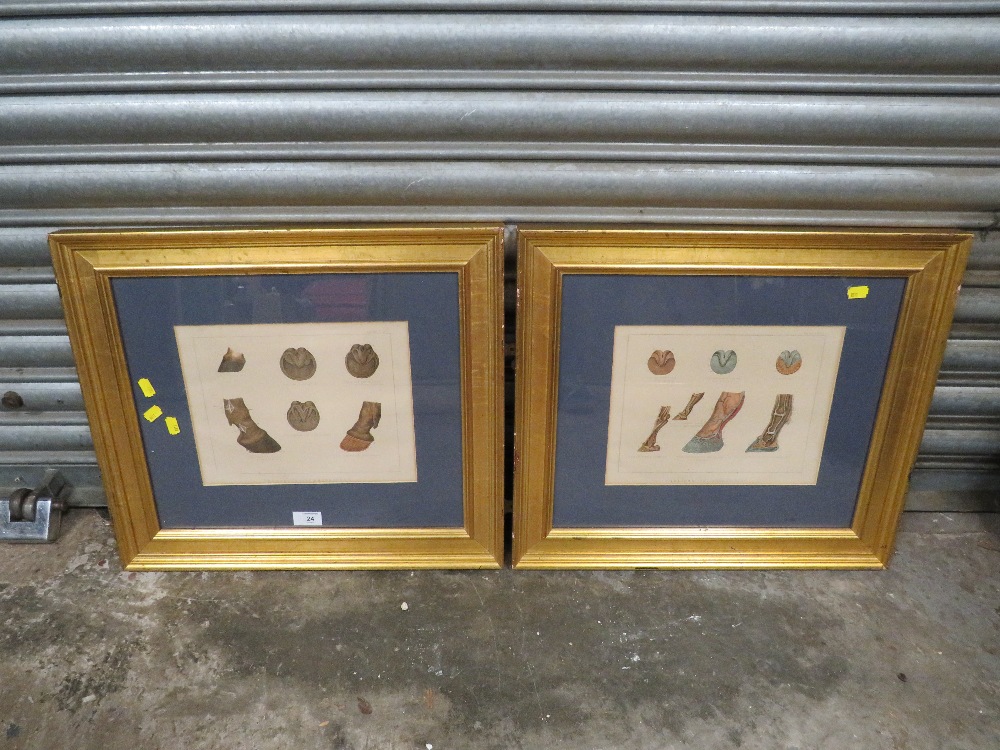 A PAIR OF FRAMED AND GLAZED EQUESTRIAN ANATOMY PLATES 'THE HORSES FOOT AND NEUROTOMY' AND 'ANATOMY