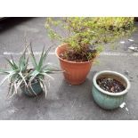 THREE OUTSIDE POTTED PLANTS INCLUDING TWO GLAZED PLANTERS (3)