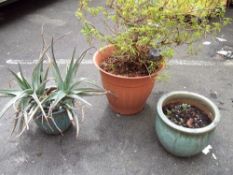 THREE OUTSIDE POTTED PLANTS INCLUDING TWO GLAZED PLANTERS (3)