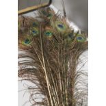 A BUNDLE OF PEACOCK FEATHERS (22) IN A BLACK GLASS VASE