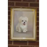 A MODERN GILT FRAMED OIL ON CANVAS OF A SMALL WHITE DOG, SIGNED D. HARRIS, 41 X 30 CM TOGETHER