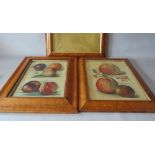 THREE 19TH CENTURY MAPLE FRAMES WITH GOLD SLIPS, frame W 3.5 cm, 2 cm & 5 cm, rebates 29 x 23 cm, 29