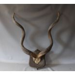 A LARGE SET OF KUDU HORNS, mounted on a shield shaped plaque, approx H 99 cm Condition Report:plaque