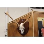 A WALL MOUNTED STAG SKULL AND ANTLERS ON DISPLAY SHIELD