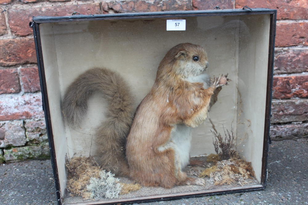 TAXIDERMY - A CASED EARLY 20TH CENTURY STUDY OF A LARGE RED SQUIRREL TYPE ANIMAL, possibly a - Image 4 of 4