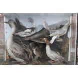 TAXIDERMY - A LATE 19TH / EARLY 20TH CENTURY CASE DIORAMA OF FIVE SEA BIRDS, to include a Heron