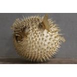 TAXIDERMY - A PORCUPINE PUFFER FISH, L 19 cm