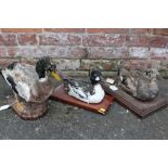 TAXIDERMY - THREE LATE 19TH / EARLY 20TH CENTURY STUDIES OF DUCKS, comprising Golden Eye Duck , 31