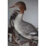 TAXIDERMY - A CASED STUDY OF A THIN BEAKED WATER BIRD ON NATURALISTIC BASE, W 51 cm, D 25 cm