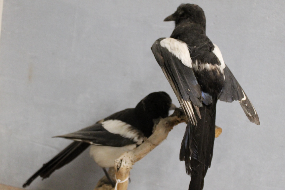 TAXIDERMY - A PAIR OF MAGPIES, on a natural wood bark mount, on a circular wooden plinth with stones - Image 4 of 4