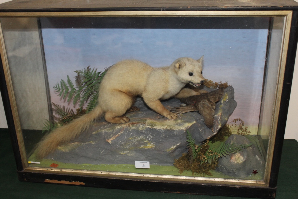 TAXIDERMY - A CASED WHITE ERMINE , circa late nineteenth century, a full mount adult stood upon a - Image 3 of 3