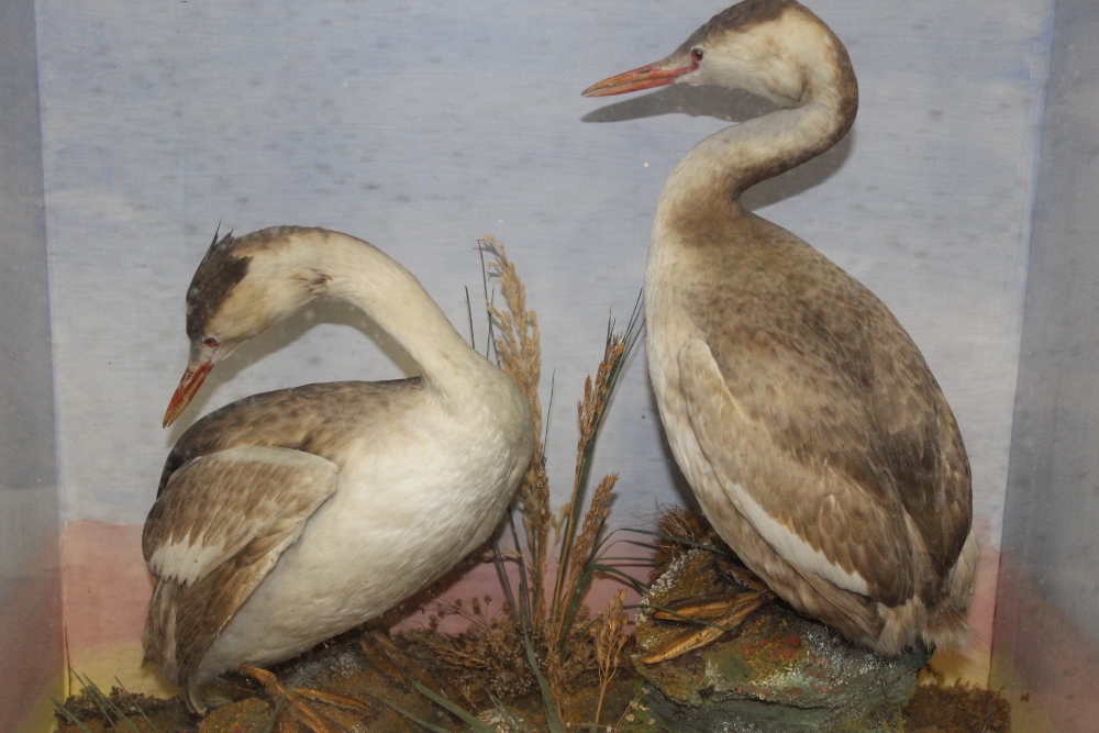 TAXIDERMY - A CASED PAIR OF GREBES, circa late nineteenth century, full mount adults stood upon faux