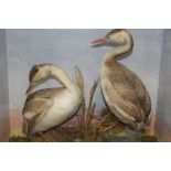 TAXIDERMY - A CASED PAIR OF GREBES, circa late nineteenth century, full mount adults stood upon faux