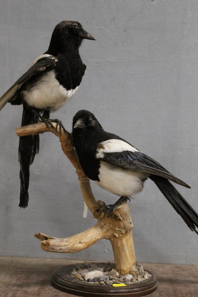 TAXIDERMY - A PAIR OF MAGPIES, on a natural wood bark mount, on a circular wooden plinth with stones
