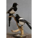 TAXIDERMY - A PAIR OF MAGPIES, on a natural wood bark mount, on a circular wooden plinth with stones