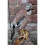 TAXIDERMY - A CASED MID 20TH CENTURY STUDY OF A JAY, on a naturalistic base, H 44.5 cm, W 26.5 cm, D