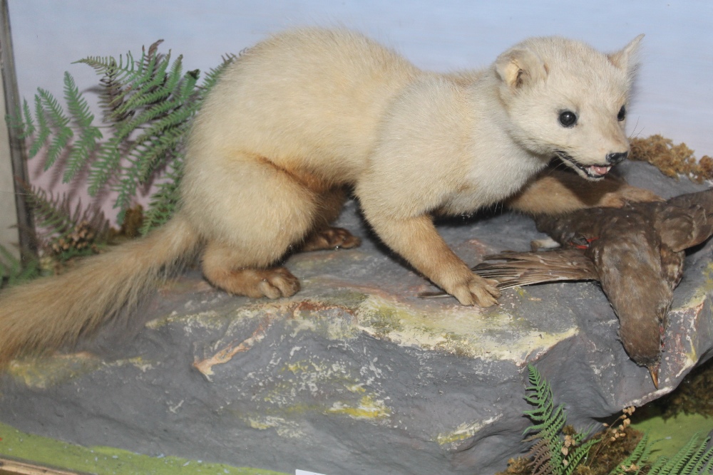 TAXIDERMY - A CASED WHITE ERMINE , circa late nineteenth century, a full mount adult stood upon a - Image 2 of 3