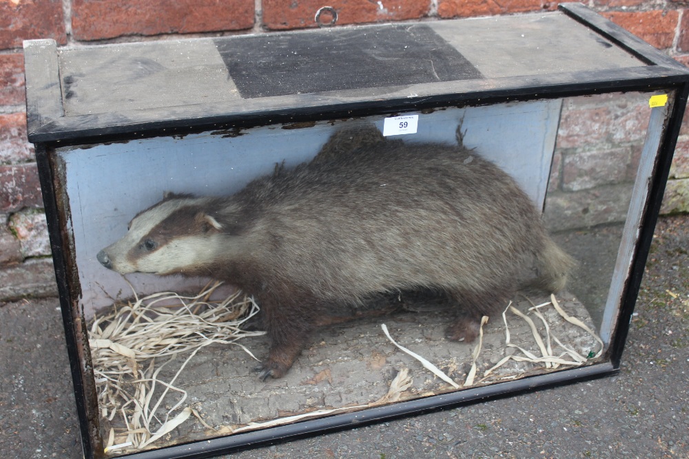 TAXIDERMY - A LATE 19TH / EARLY 20TH CENTURY STUDY OF A BADGER ON A NATURALISTIC BASE, W 74 cm, H - Image 2 of 5