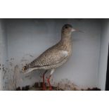 TAXIDERMY - A CASED DISPLAY OF A SNIPE ON A ROCK IN A NATURALISTIC SETTING, H 33 cm, W 33 cm, D 14.5