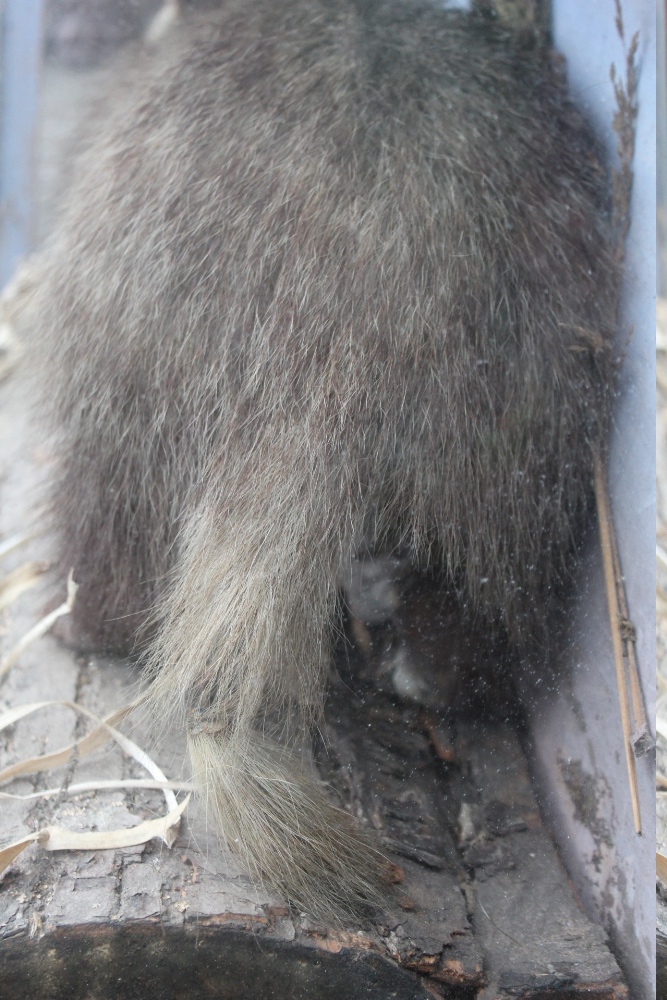 TAXIDERMY - A LATE 19TH / EARLY 20TH CENTURY STUDY OF A BADGER ON A NATURALISTIC BASE, W 74 cm, H - Image 3 of 5