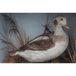 TAXIDERMY - A LATE 19TH / EARLY 20TH CENTURY CASED STUDY OF A BROWN AND WHITE DUCK, H 40.5 cm, W