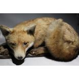 A TAXIDERMY - FIRESIDE RED FOX, circa early / mid 20th century, a full mount adult fox in