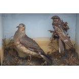 TAXIDERMY - A LATE 19TH / EARLY 20TH CENTURY STUDY OF A TWO BIRDS IN A NATURALISTIC SETTING, H 48