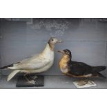 TAXIDERMY - A CASED DISPLAY OF A BLACK HEADED SEAGULL AND CHICK, H 39 cm, W 60.5 cm, D 16.5 cm