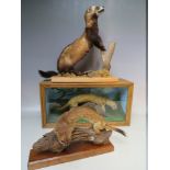 A WOODEN CASED TAXIDERMY MODEL OF A STOAT, W 42 cm, D 14 cm, H 21.5 cm, together with another