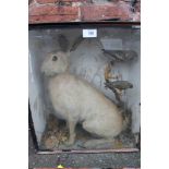 TAXIDERMY - A CASED DISPLAY OF A HARE AND TWO SMALL BIRDS ON A BRANCH, H 63 cm, W 63.5 cm, D 20 cm