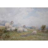 CHARLES PIGOTT (1863-1940). A wooded landscape with sheep and lambs. Signed lower right,
