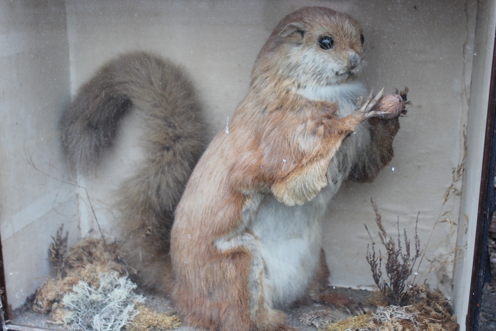 TAXIDERMY - A CASED EARLY 20TH CENTURY STUDY OF A LARGE RED SQUIRREL TYPE ANIMAL, possibly a - Image 2 of 4