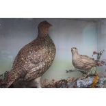 AN EARLY 20TH CENTURY STUDY OF A FEMALE GROUSE AND CHICK, in a naturalistic setting, H 37 cm, W 47.5